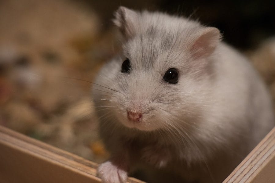 cute-3160464_1280_CV