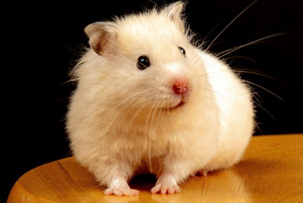 golden_hamster