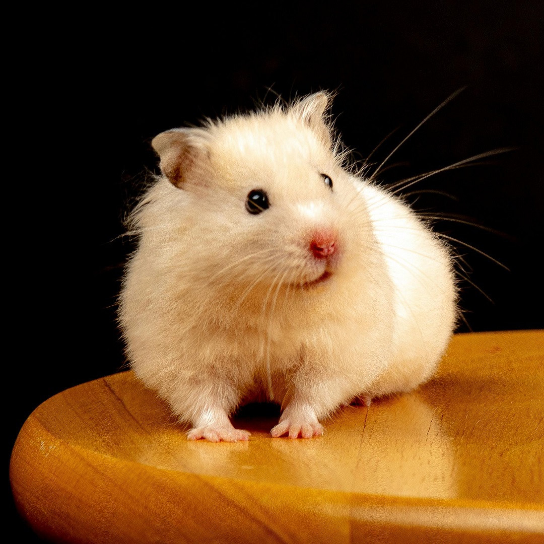 golden_hamster