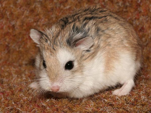 granpa_or_dwarf_hamster-2