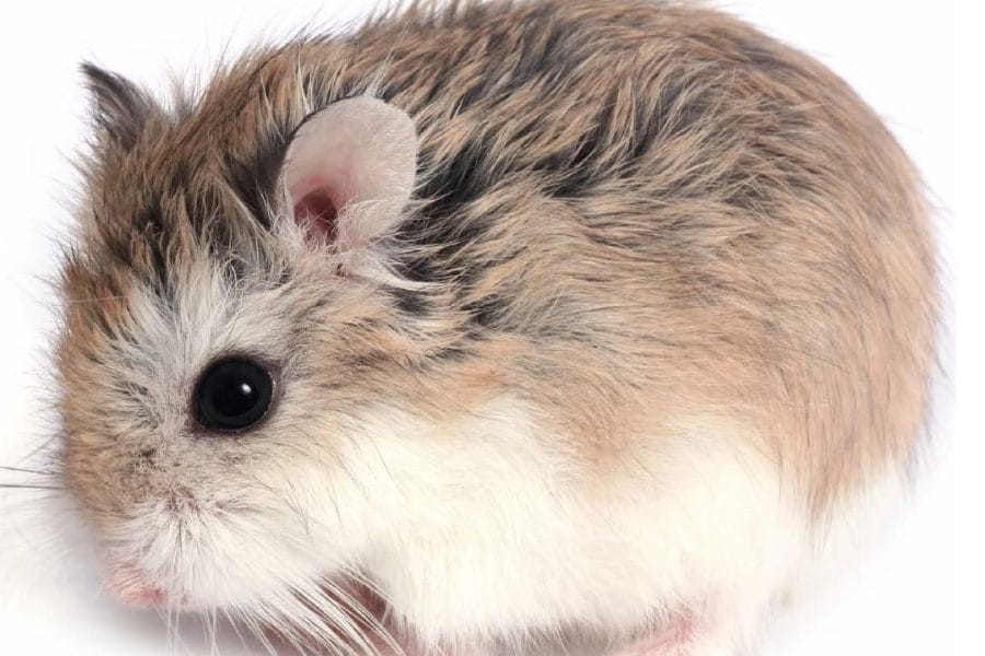 granpa_or_dwarf_hamster