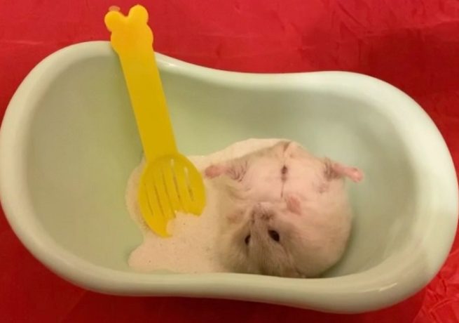 hamster_bath_sand_tub-2