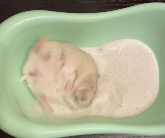 hamster_bath_sand_tub