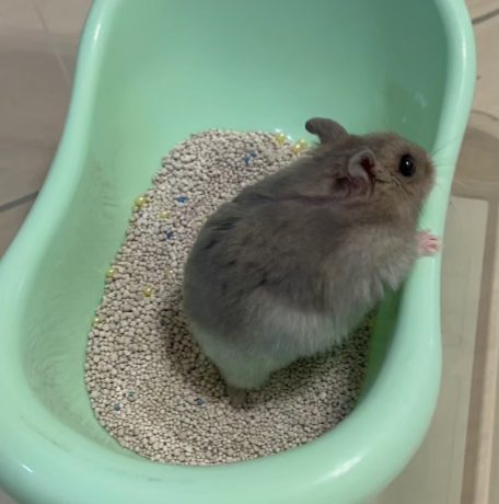 hamster_bath_sand_tub_CV