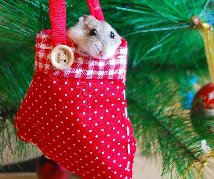 hamster_in_sock