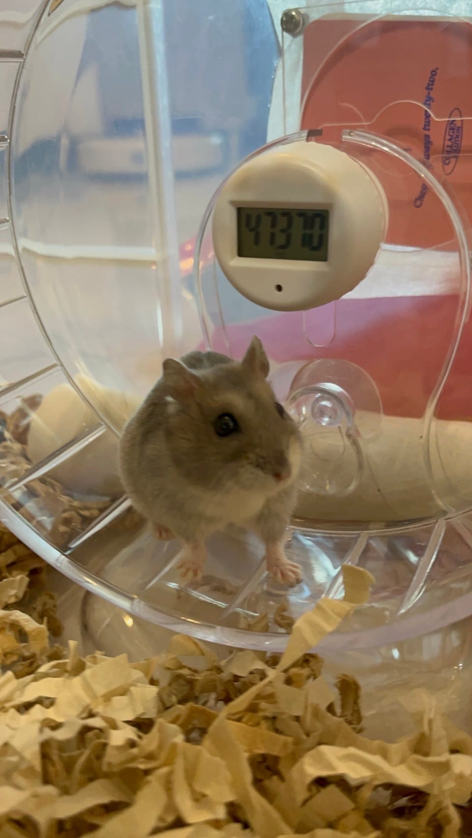 Image showcasing 3-Minute Guide to Choosing the Right Hamster Wheel: Size, Safety, and Tips